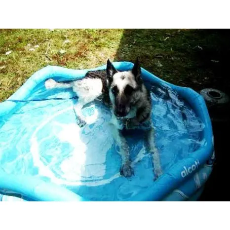 Mariner Inflatable Dog Pool